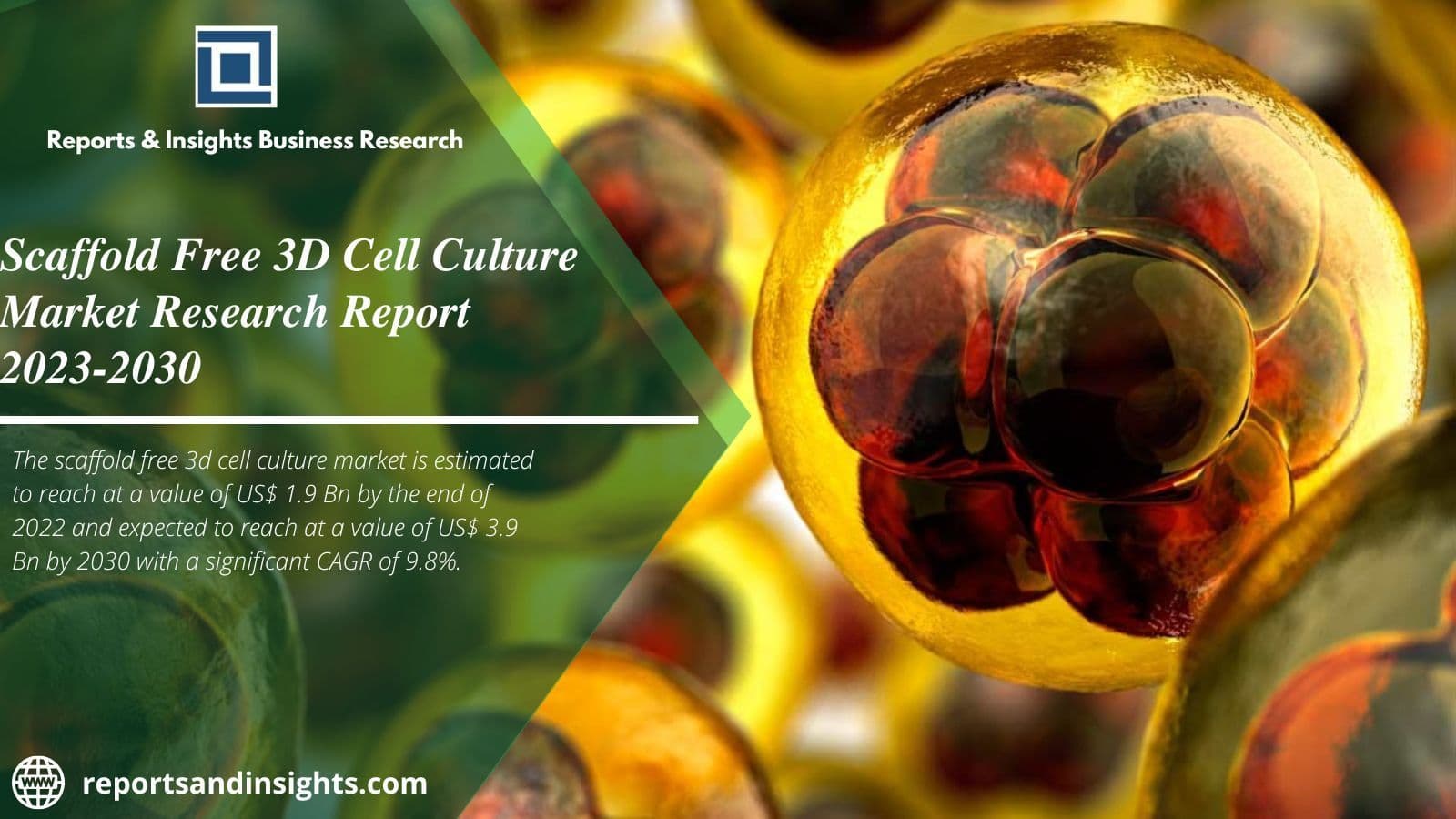 Scaffold Free 3d Cell Culture Market Hit Us$ 3.9 Billion by 2030?