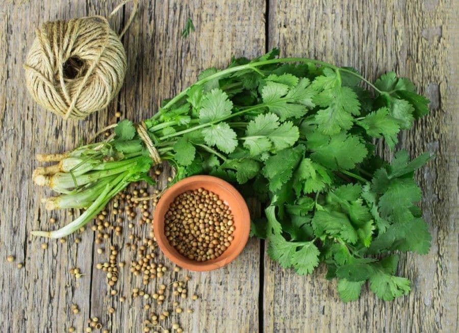 The Health Benefits of Coriander Seeds Are Numerous