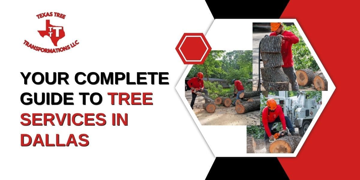 Your Complete Guide to Tree Services in Dallas