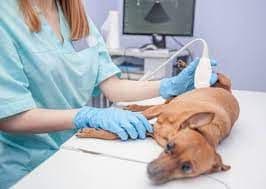 Veterinary Diagnostic Imaging Market Research Report to 2028