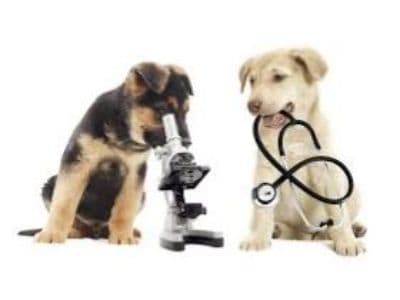 Veterinary Diagnostics Market: Analysis, Size, Share -2030