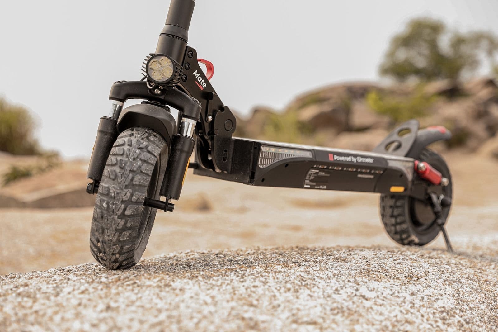 There Are Also Many Birds