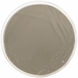 Yeast Extract Peptone Dextrose Mediums Market | Industry Analysis