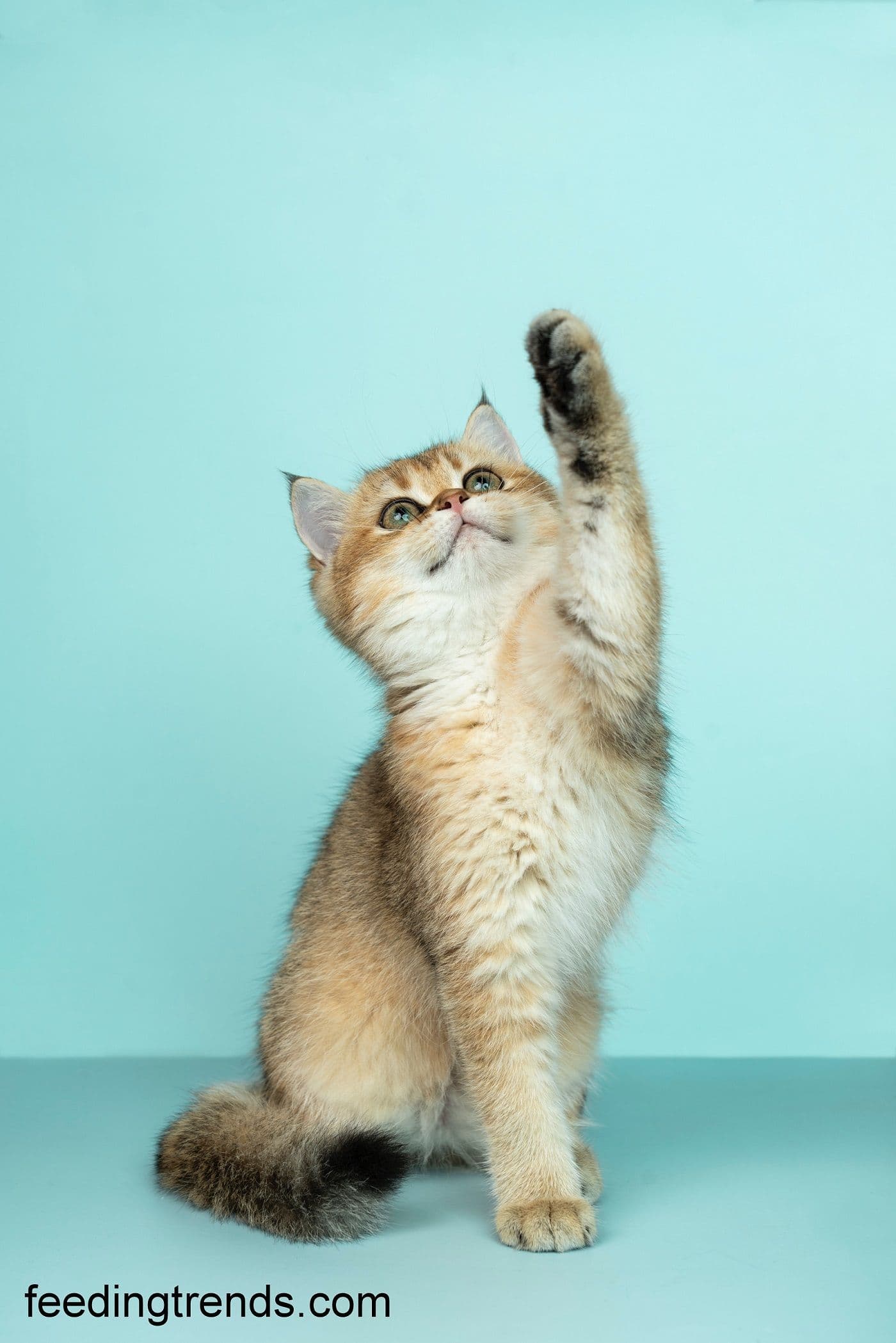 Take Your Cat To Vet On The Follwing Conditions