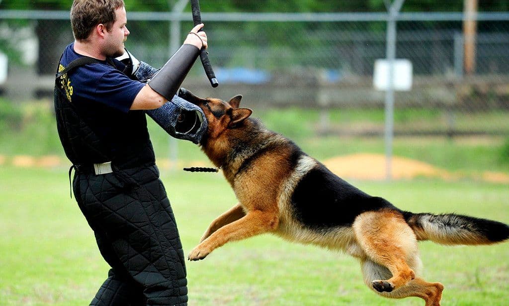 On Defense K9- the Importance of Training Your Dog