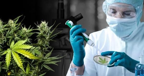 Insider Insights: Choosing the Right Cannabis Testing Kit