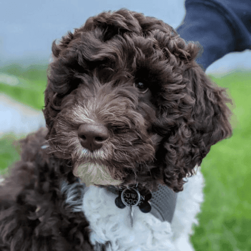 Labradoodles in Canada: The Perfect Blend of Charm