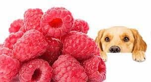 Can Dogs Eat Raspberries? a Comprehensive Guide