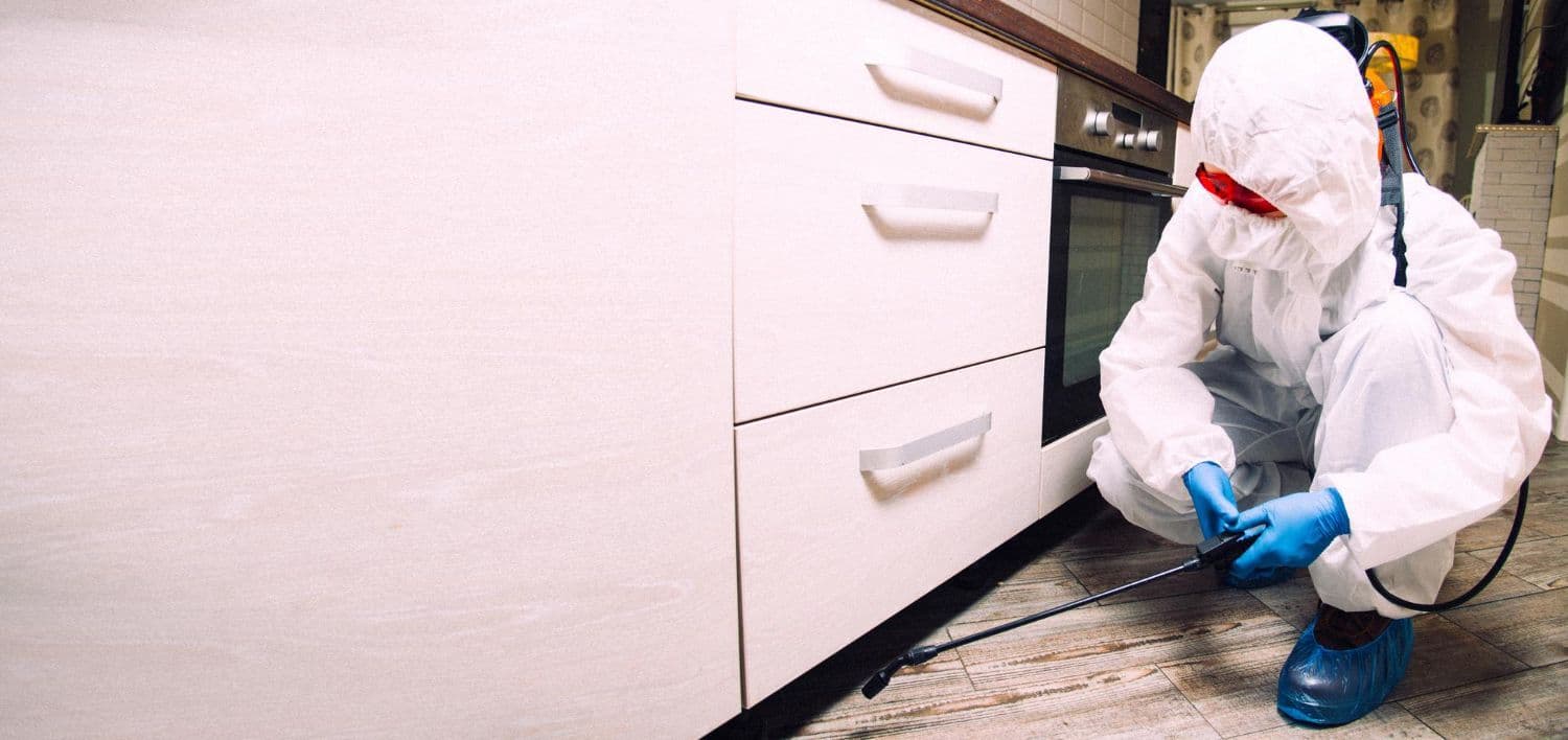 Bed Bug Battle: How Much Should You Budget for Eradication?