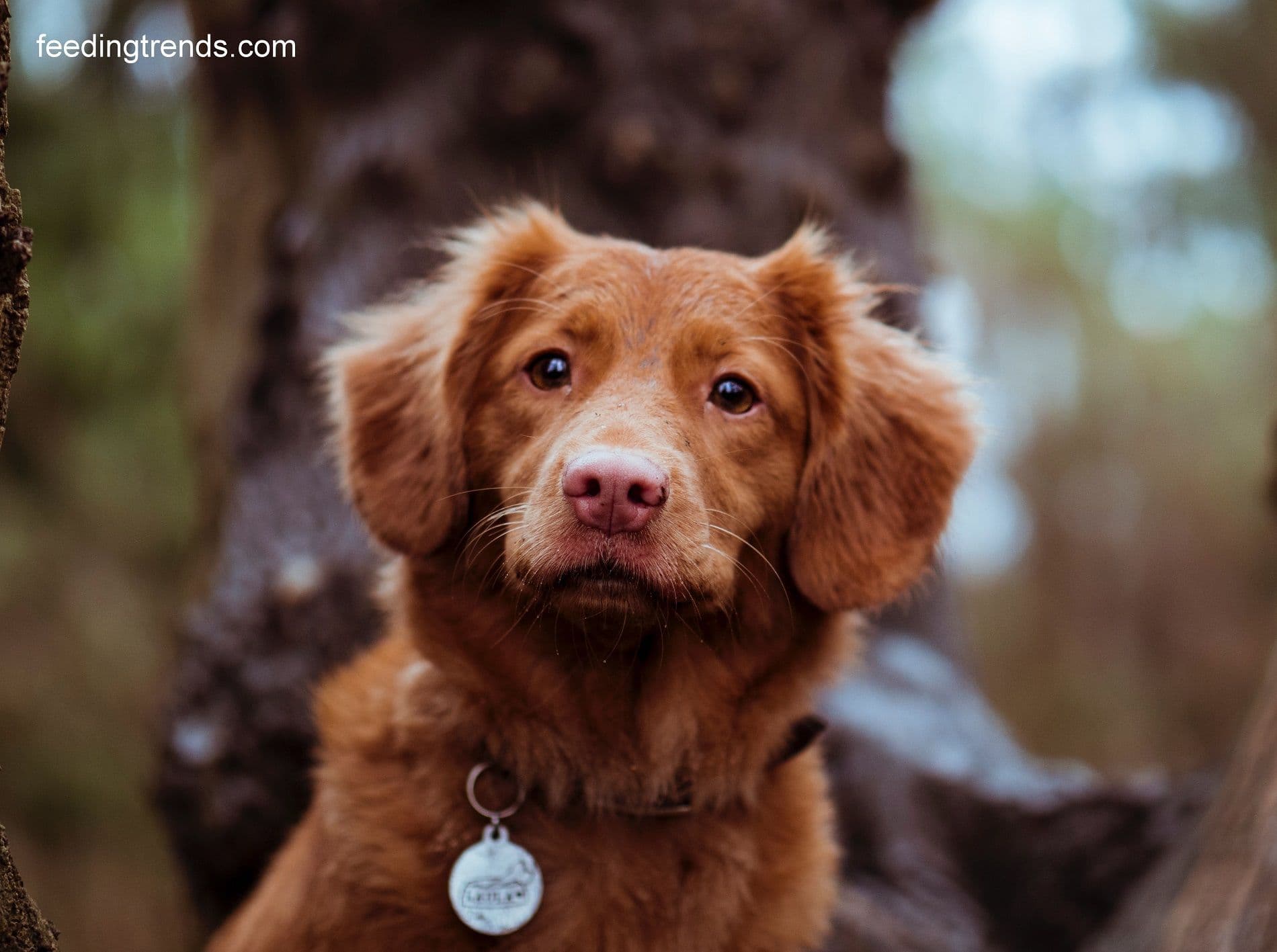 10 Incredible Dog Abilities You Should Know About